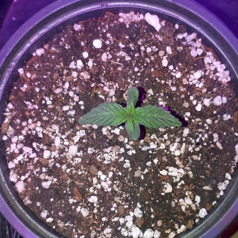 Super Critical Automatic growlog timeline photo