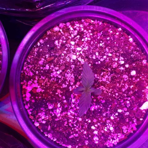 Super Critical Automatic growlog timeline photo