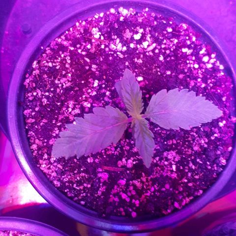 Gorilla Zkittlez growlog timeline photo
