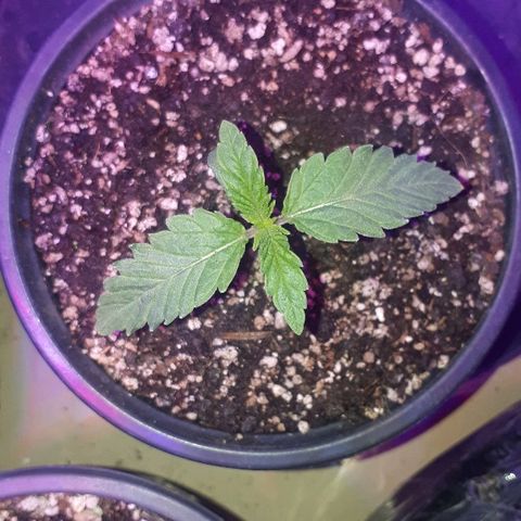 Gorilla Zkittlez growlog timeline photo