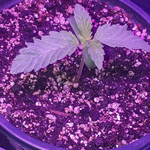 Gorilla Zkittlez growlog timeline photo
