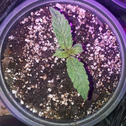 Glue Gelato Auto growlog timeline photo