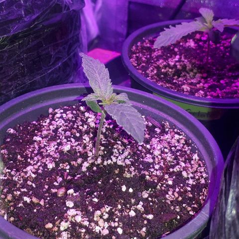 Glue Gelato Auto growlog timeline photo