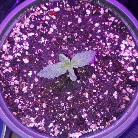 Super Critical Automatic growlog timeline photo
