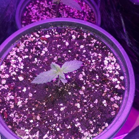 Super Critical Automatic growlog timeline photo