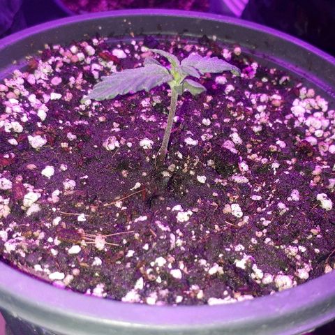Super Critical Automatic growlog timeline photo