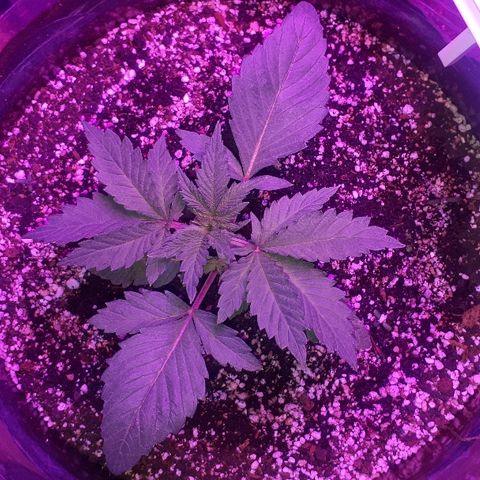 OG Kush #1 growlog timeline photo