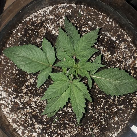 OG Kush #1 growlog timeline photo