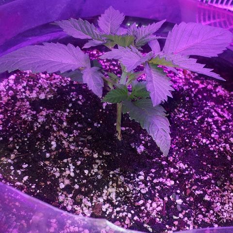 OG Kush #1 growlog timeline photo