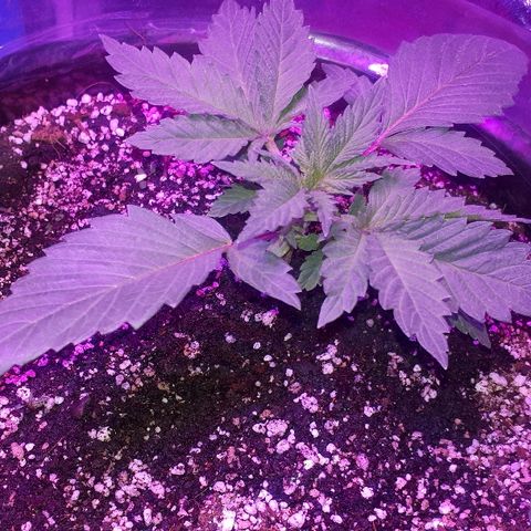 OG Kush #1 growlog timeline photo