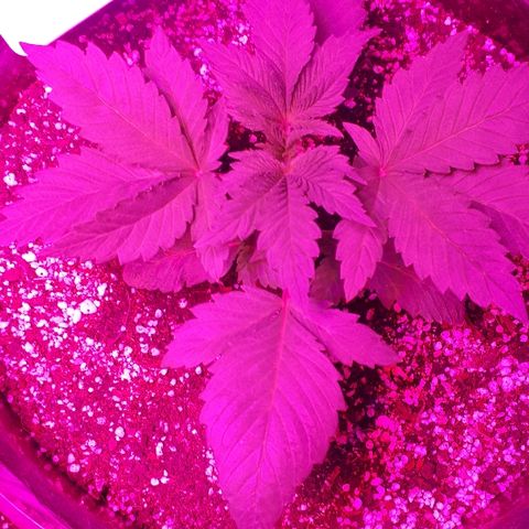 OG Kush #1 growlog timeline photo