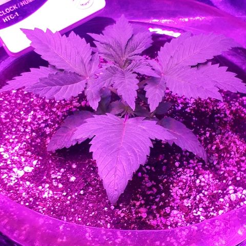 OG Kush #1 growlog timeline photo