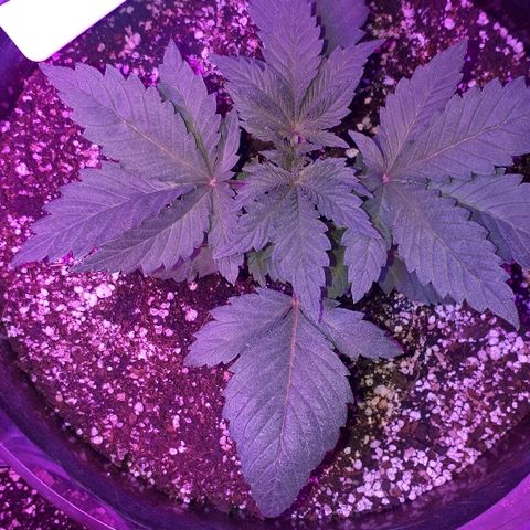 OG Kush #1 growlog timeline photo