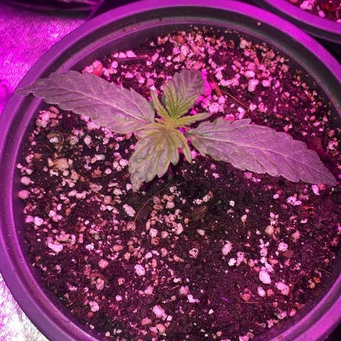 Glue Gelato Auto growlog timeline photo
