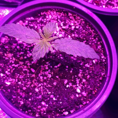 Glue Gelato Auto growlog timeline photo