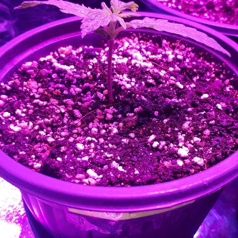 Glue Gelato Auto growlog timeline photo