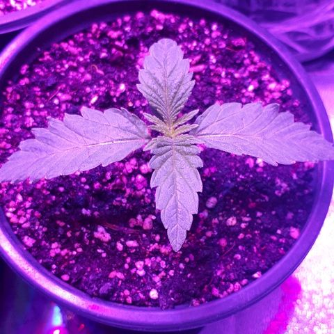 Gorilla Zkittlez growlog timeline photo