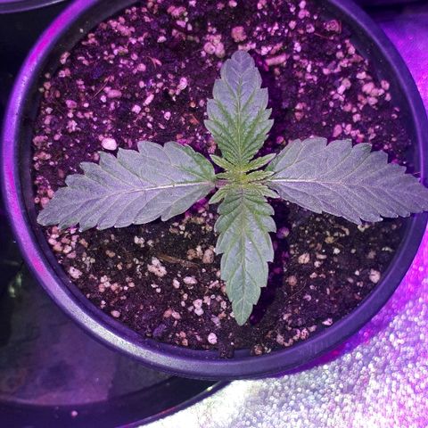Gorilla Zkittlez growlog timeline photo