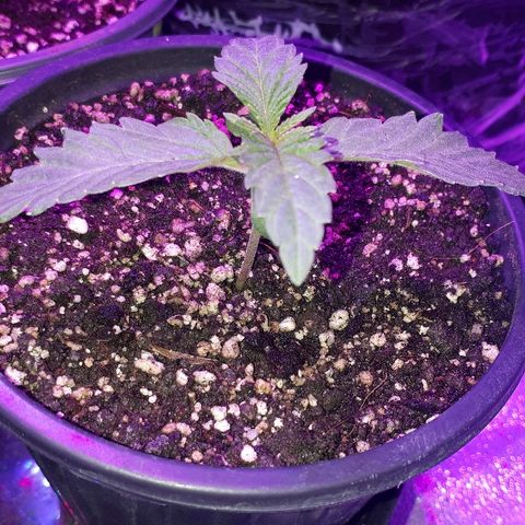 Gorilla Zkittlez growlog timeline photo