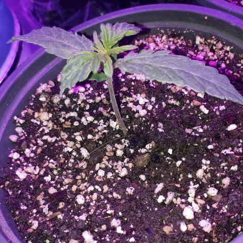 Glue Gelato Auto growlog timeline photo