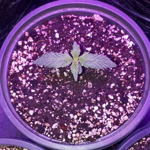 Super Critical Automatic growlog timeline photo
