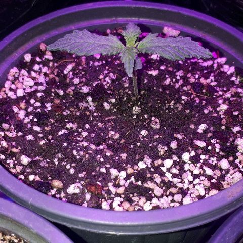 Super Critical Automatic growlog timeline photo