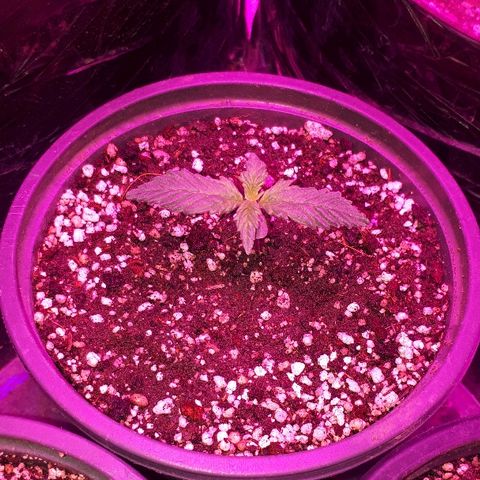 Super Critical Automatic growlog timeline photo