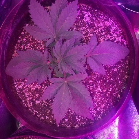 OG Kush #1 growlog timeline photo