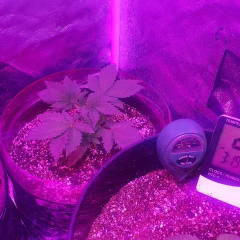 OG Kush #1 growlog timeline photo