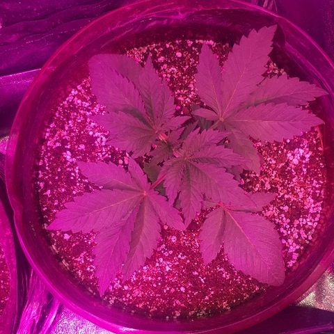 OG Kush #1 growlog timeline photo