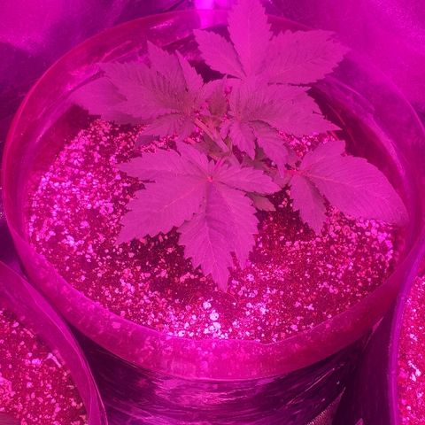 OG Kush #1 growlog timeline photo