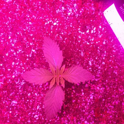 Gorilla Zkittlez growlog timeline photo