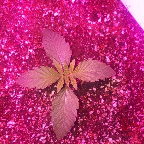 Gorilla Zkittlez growlog timeline photo