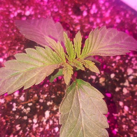 Gorilla Zkittlez growlog timeline photo