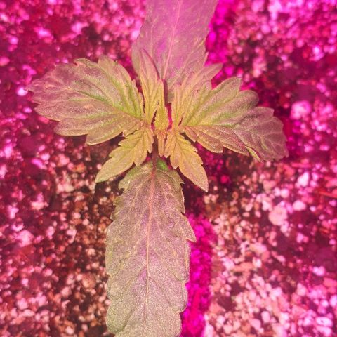 Glue Gelato Auto growlog timeline photo