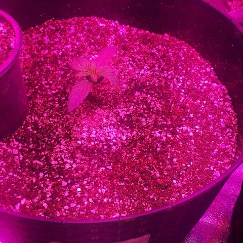 Glue Gelato Auto growlog timeline photo