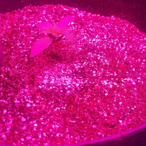 Glue Gelato Auto growlog timeline photo