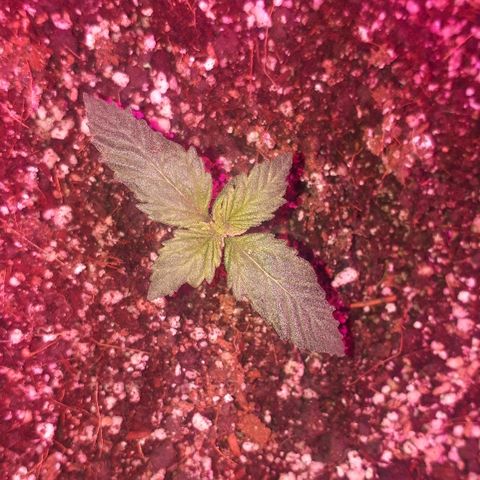 Super Critical Automatic growlog timeline photo