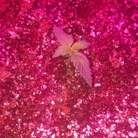 Super Critical Automatic growlog timeline photo
