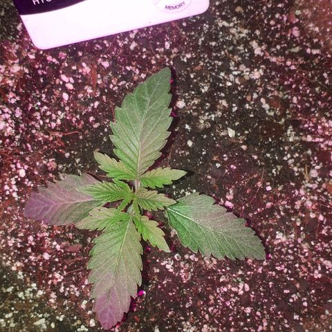Gorilla Zkittlez growlog timeline photo