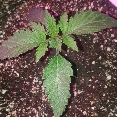 Gorilla Zkittlez growlog timeline photo
