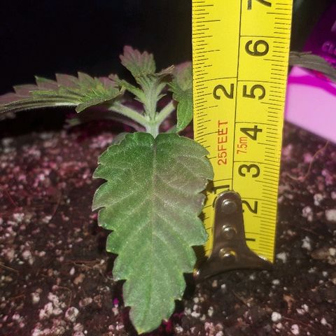 Gorilla Zkittlez growlog timeline photo