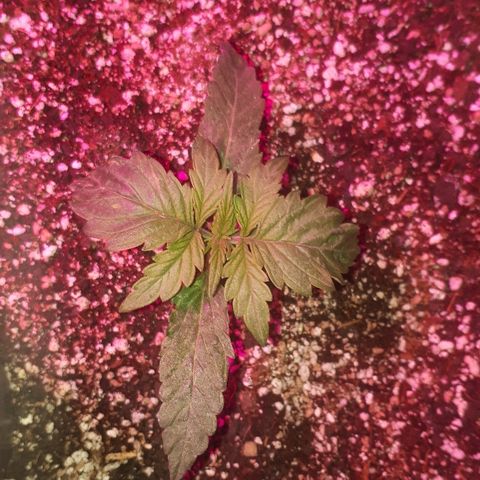 Glue Gelato Auto growlog timeline photo