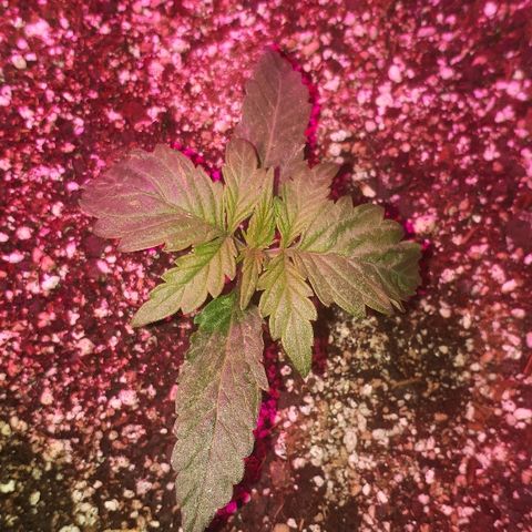 Glue Gelato Auto growlog timeline photo