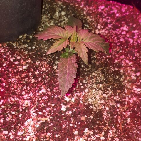Glue Gelato Auto growlog timeline photo