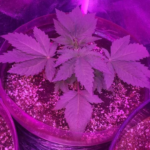 OG Kush #1 growlog timeline photo