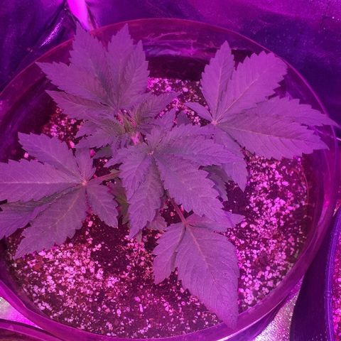 OG Kush #1 growlog timeline photo
