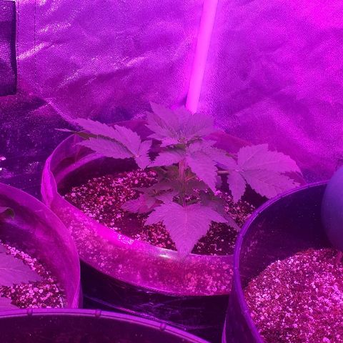 OG Kush #1 growlog timeline photo