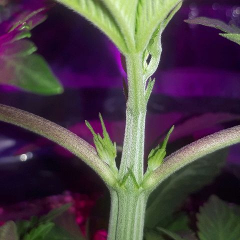 OG Kush #1 growlog timeline photo