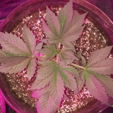 OG Kush #1 growlog timeline photo